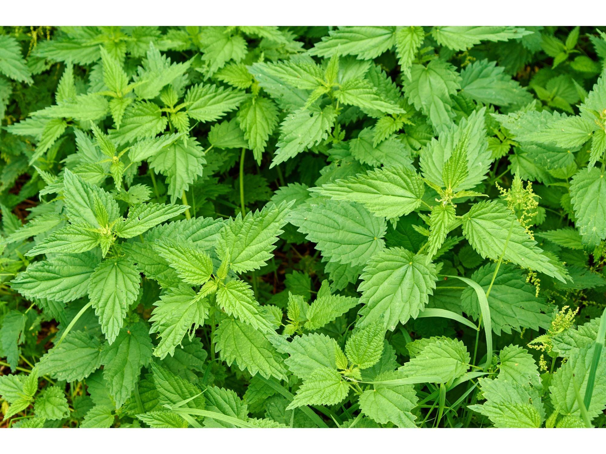 7 Effektive Tipps zur natürlichen Bekämpfung von Wild- bzw. Unkraut in Ihrem Garten - Florade.de