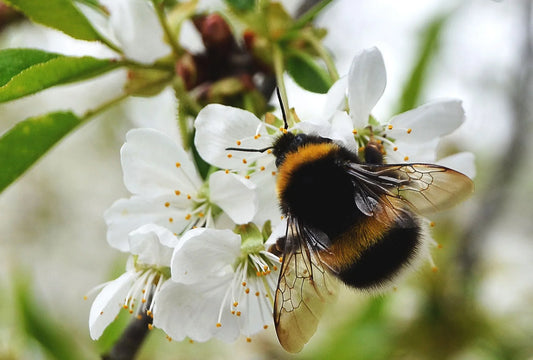 Was summt denn da? Wildbienen und Hummeln erkennen lernen