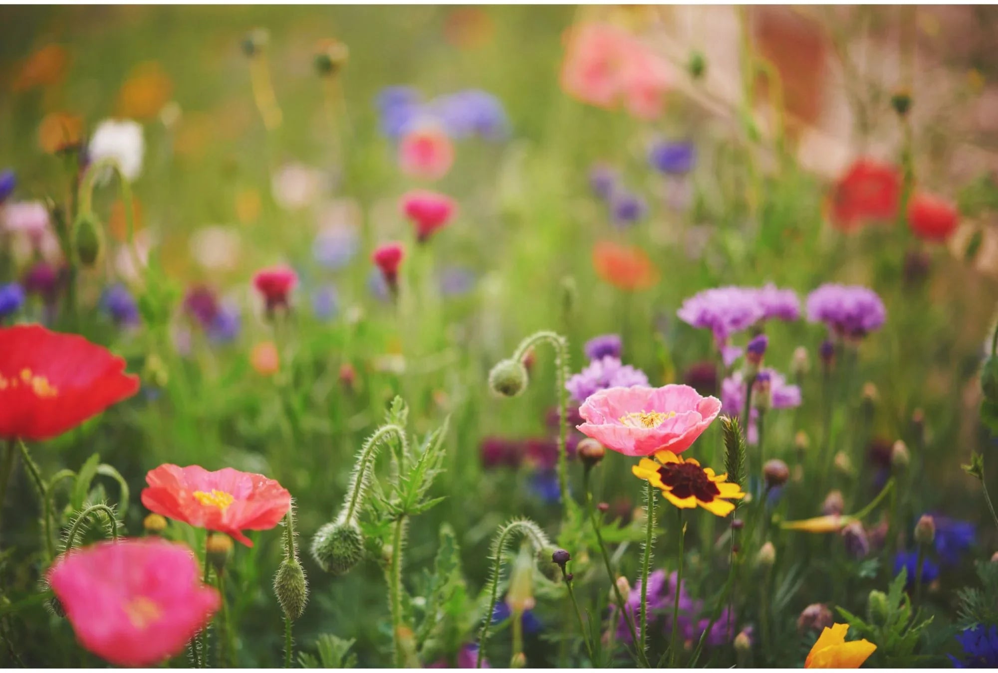 Die Rückkehr der Wildblumenwiese: Warum sie wichtig ist und wie du sie anlegst