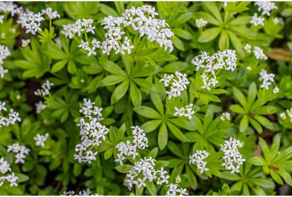 Heimische Pflanzen im Garten Warum sie wichtig sind und wie wir sie i