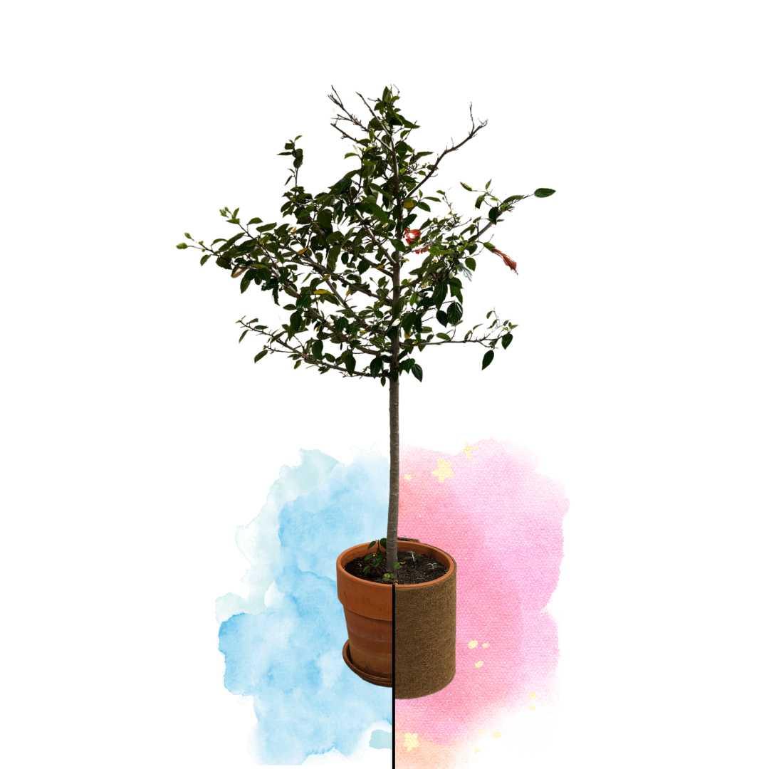 Kokosmatte 800 g/m²