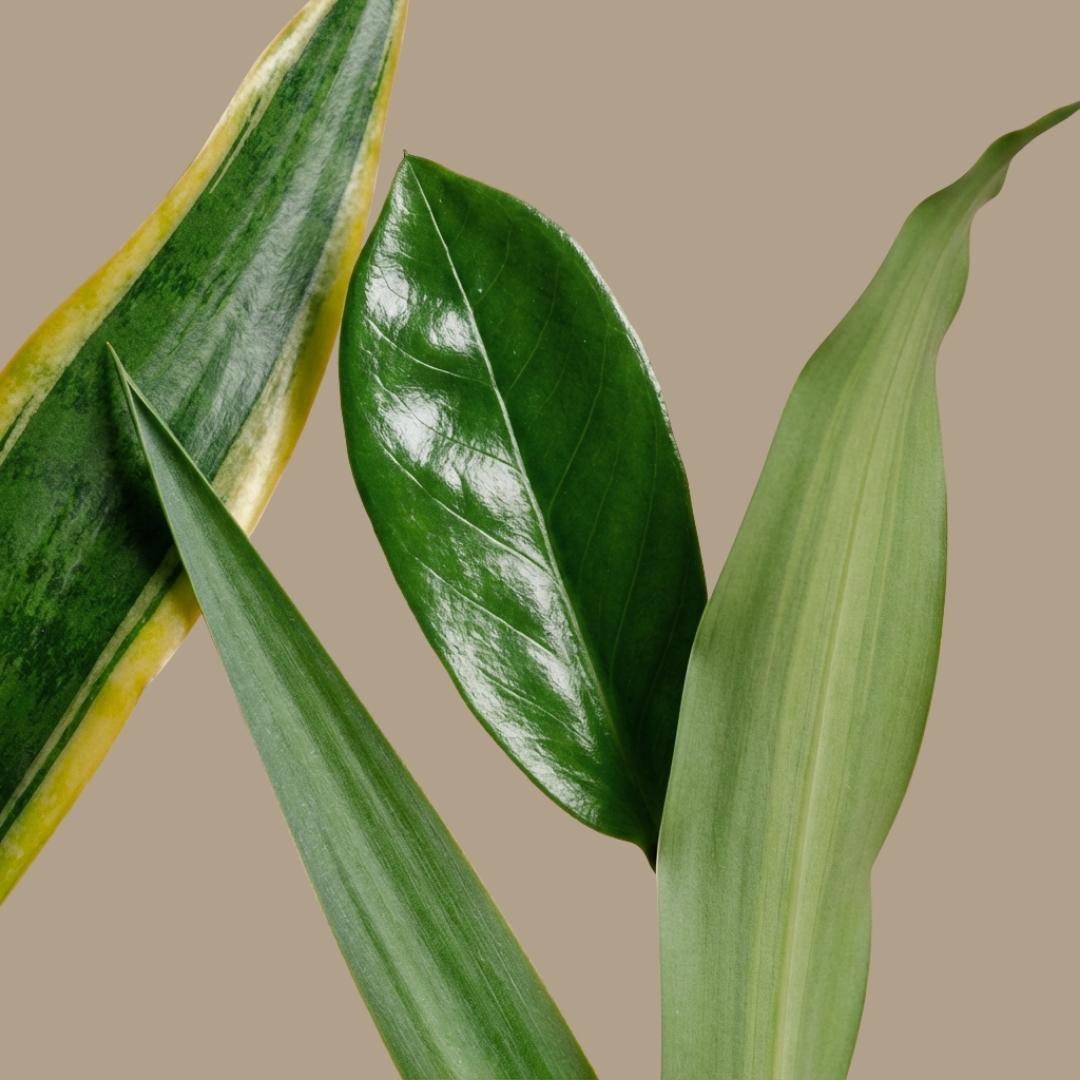 Pflegeleichtes Pflanzenset