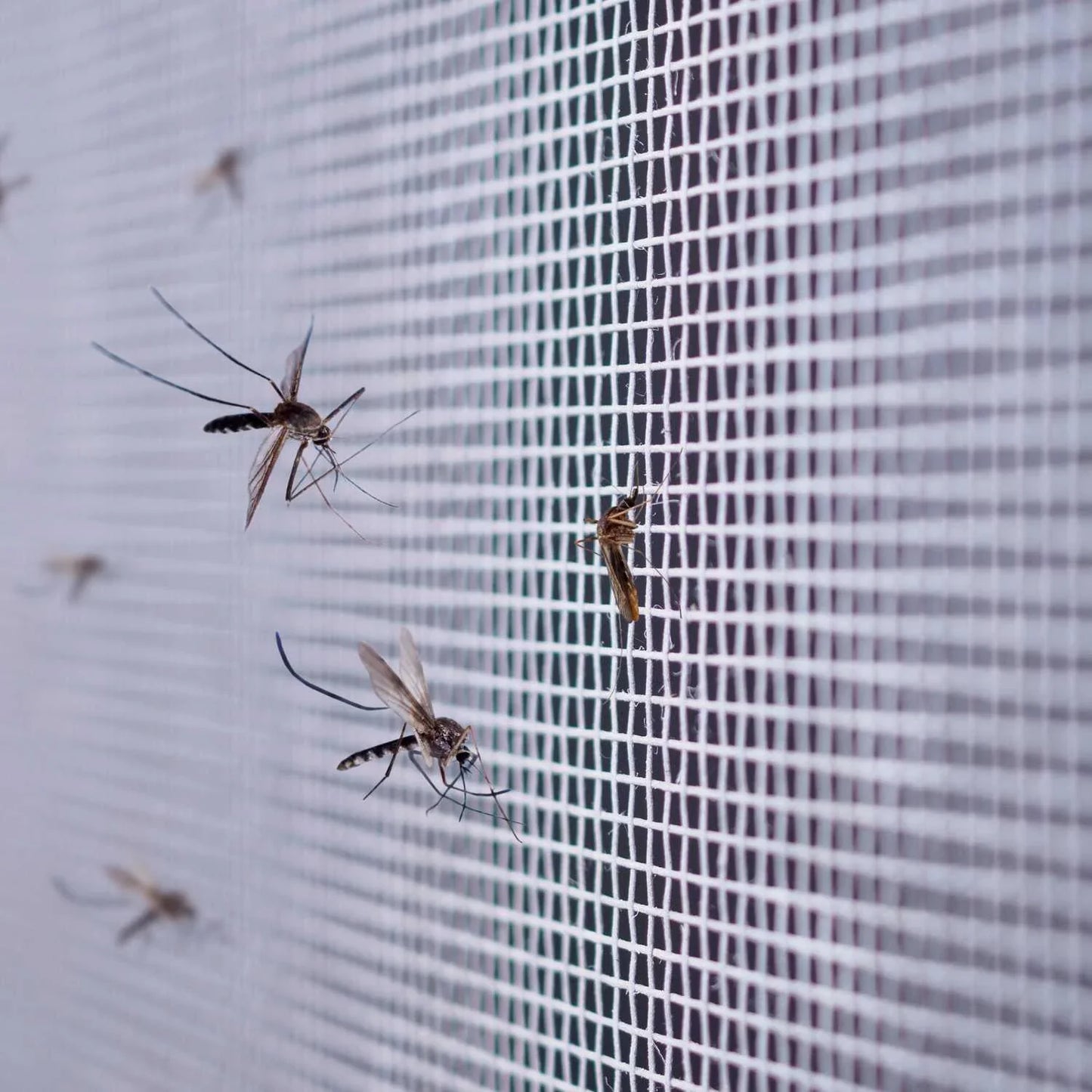 Fliegengitter & Moskitonetz für Garten und Gewächshaus - Florade.de