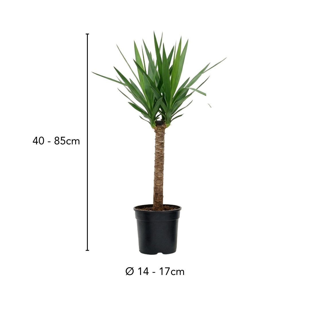 Pflegeleichtes Pflanzenset