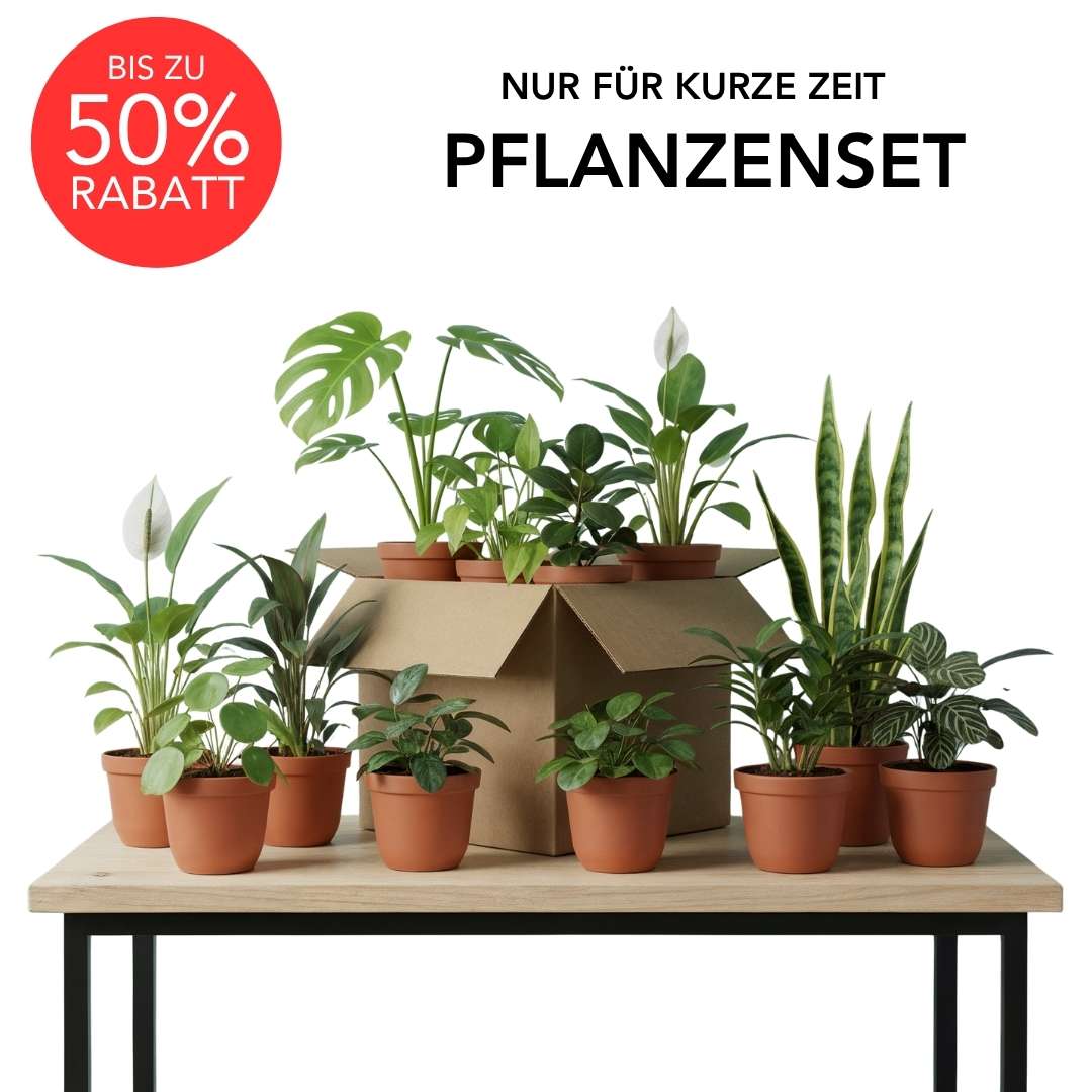 Rette mich: Zimmerpflanzen Set