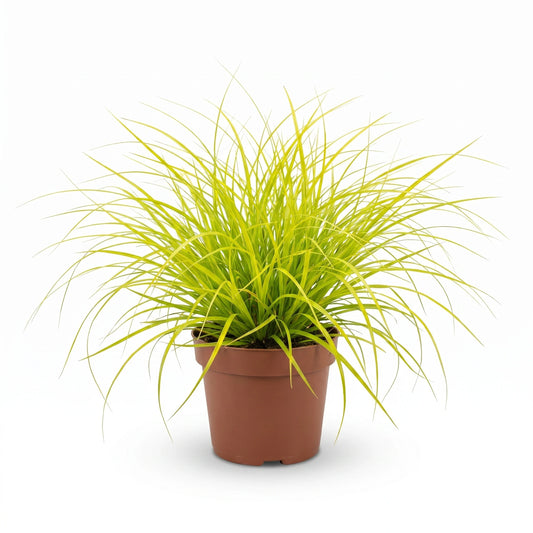 Goldsegge Freisteller vor hellem Hintergrund