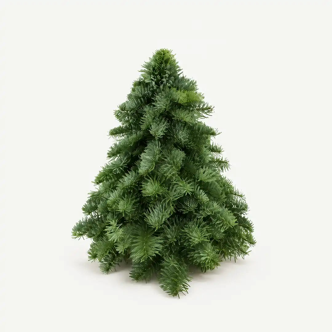 Mini Weihnachtsbaum echt kaufen – Nobilis-Tanne