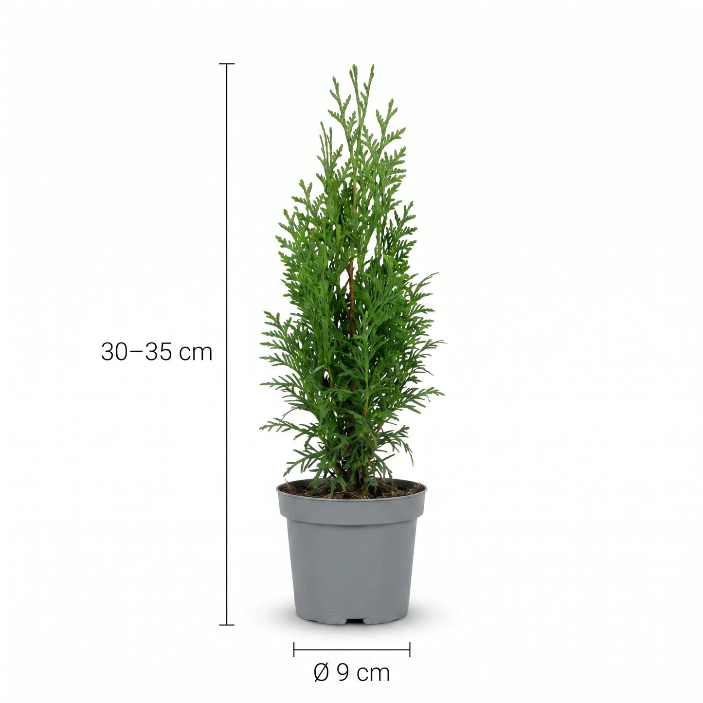 Thuja occidentalis Smaragd Heckenpflanze mit Maßangaben: Höhe 30–35 cm, Topf Ø 9 cm