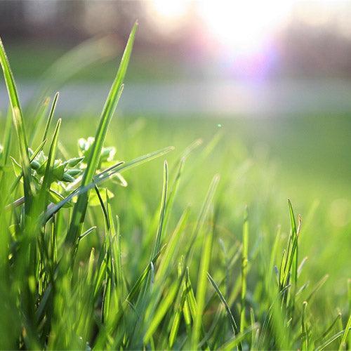 Mineraldünger für Rasen - Florade.de Düngemittel, Dünger, Mineraldünger, Pflanzendünger, Pflege, Rasen