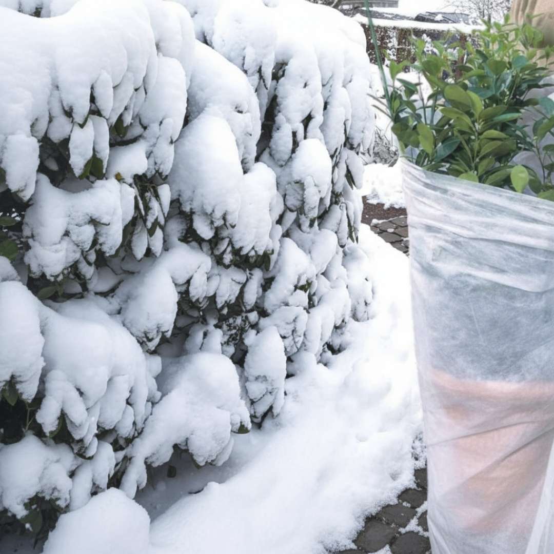 Wintervlies - Thermovlies - Winter Pflanzenschutz - Frostschutz - Florade.de
