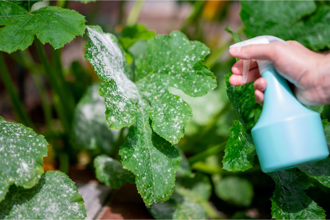 Erkennung und Behandlung von Pflanzenkrankheiten: Ein Ratgeber für deinen Garten - Florade.de
