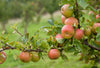 Alte Obst- und Gemüsesorten: Warum sie in deinem Garten einen Platz finden sollten