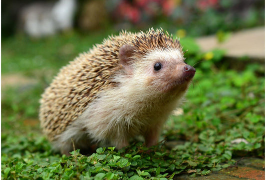 Naturnahe Gartengestaltung: Wie man einen Garten als Rückzugsort für Wildtiere schafft