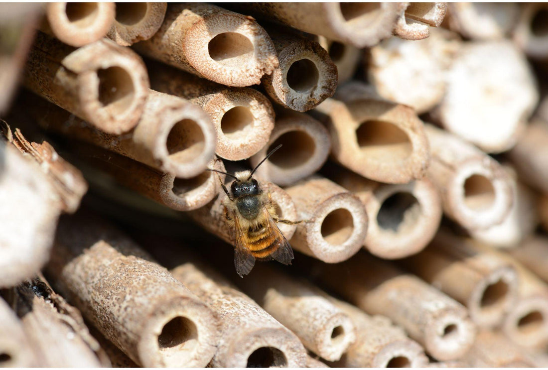 Insektenhotels: Ein Zuhause für die kleinen Helfer im Garten