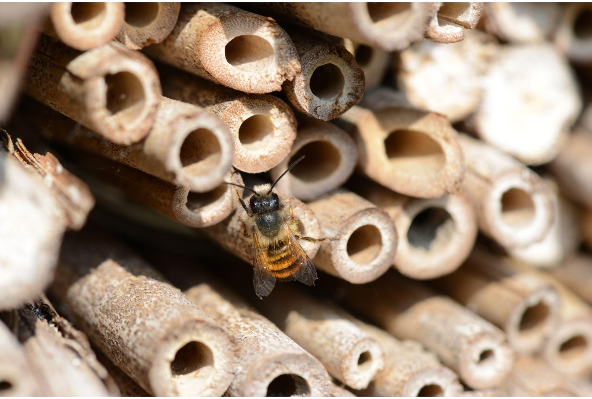 Insektenhotels: Ein Zuhause für die kleinen Helfer im Garten
