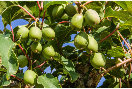 Seltene Obstsorten: Exotische Früchte, die du auch in unserem Klima anbauen kannst