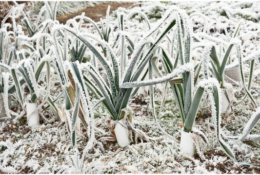 Winterfest! So schützt du deinen Garten und deine Pflanzen vor der Kälte