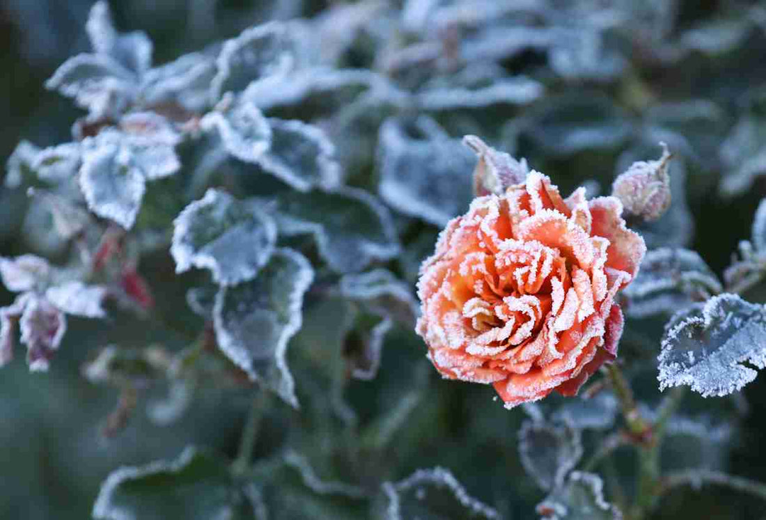 Gießen im Winter – wie viel brauchen Pflanzen jetzt wirklich?