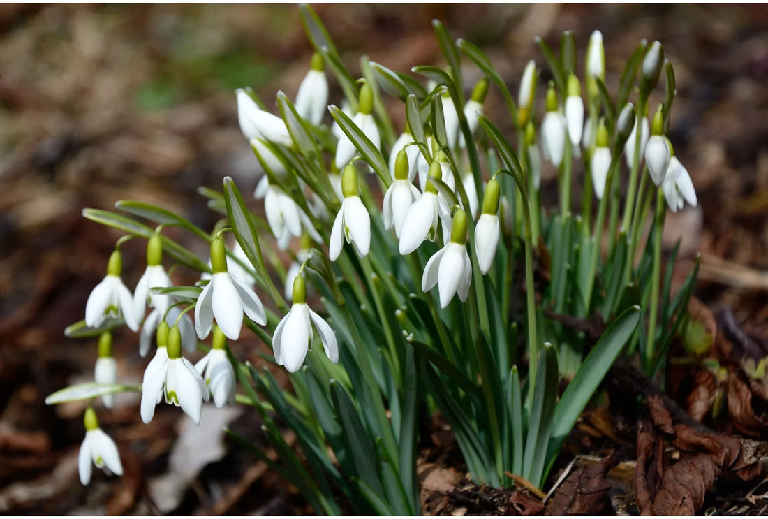 Der Wintergarten: Pflanzen, die auch in der kalten Jahreszeit blühen