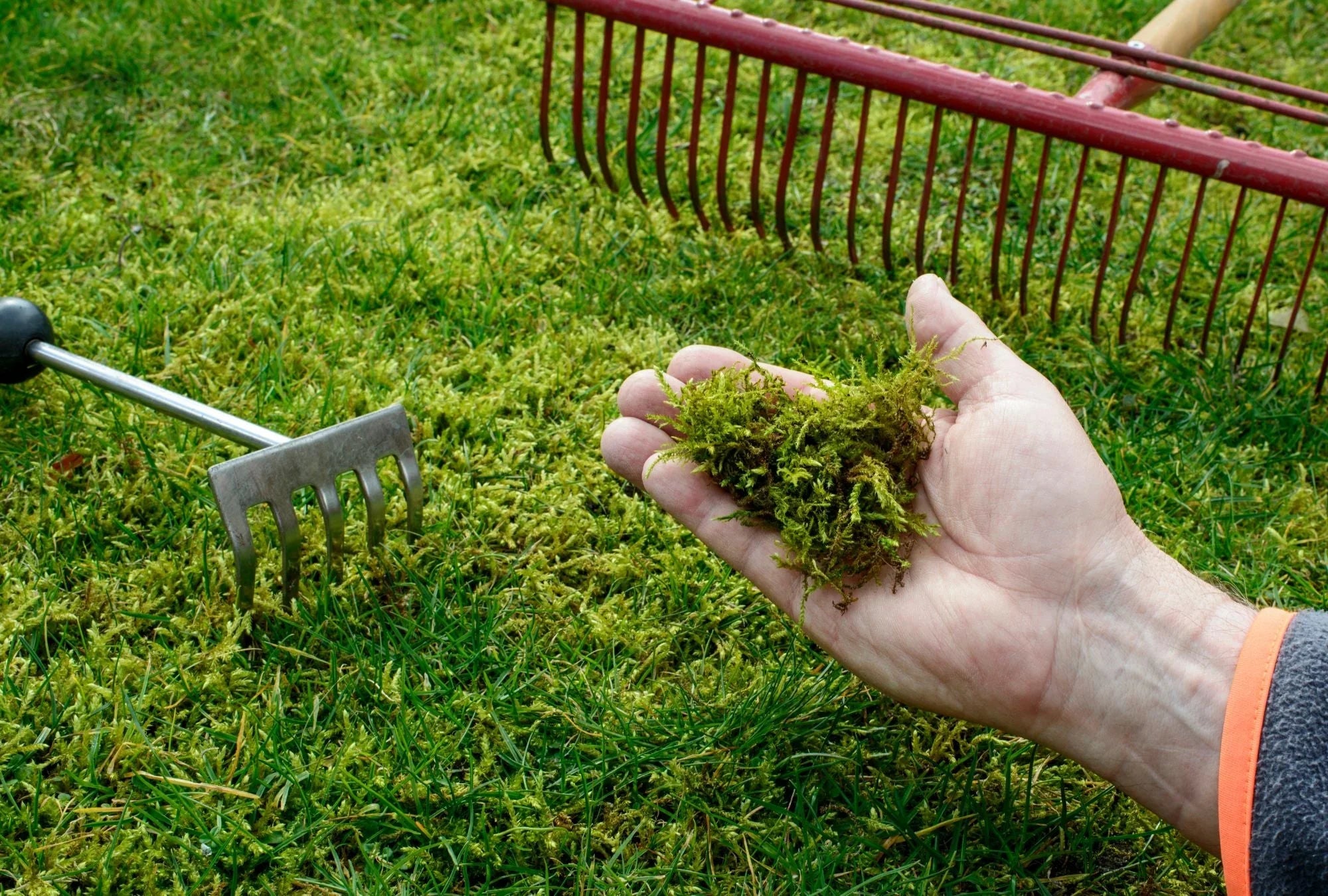 Moos im Garten – woher es kommt und was du dagegen tun kannst