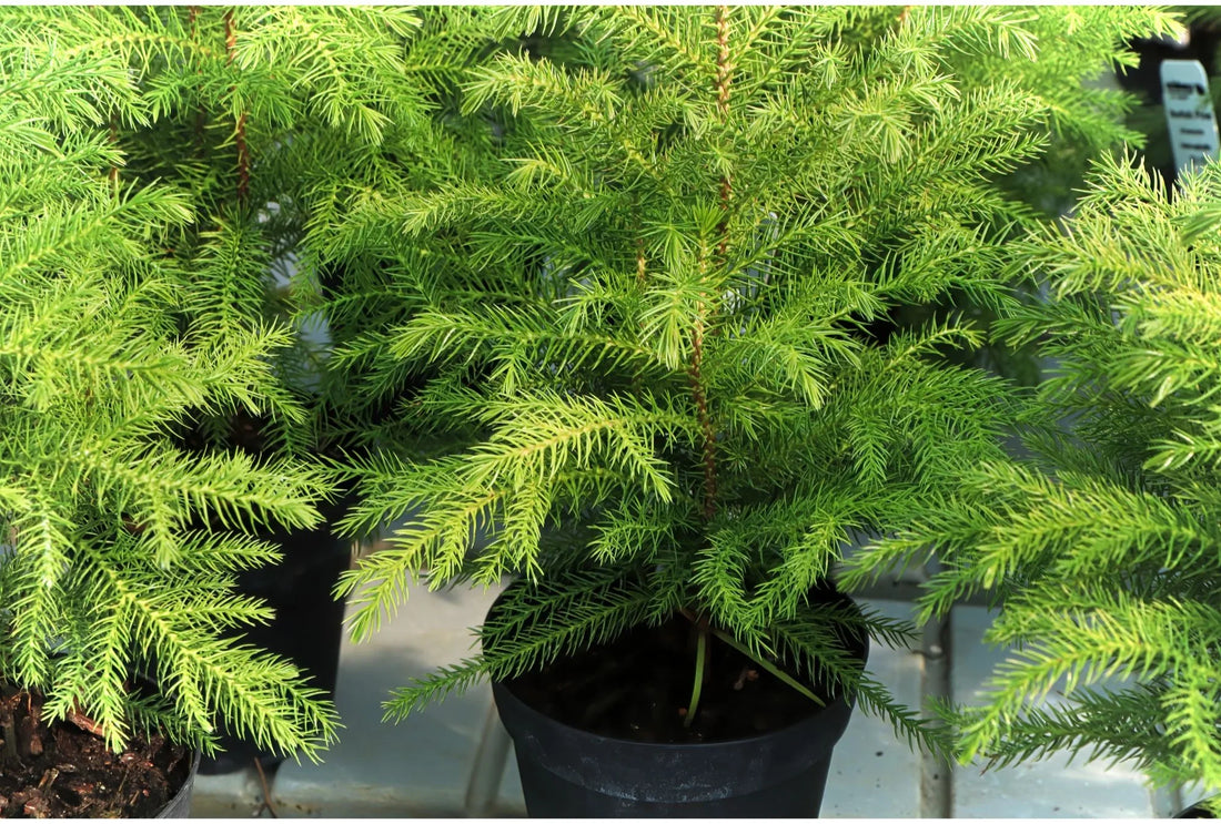 Weihnachtsbäume im Topf: Nachhaltige Alternativen zum klassischen Baum