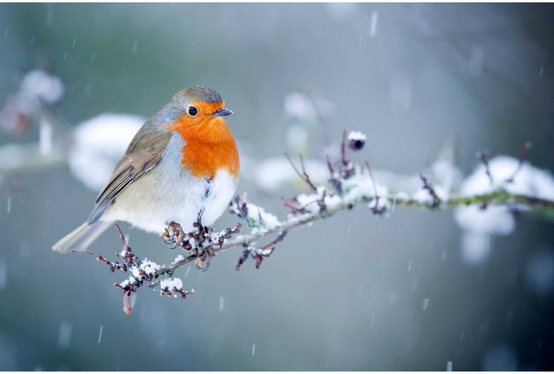 Der Garten als Winterquartier – wer jetzt Schutz sucht