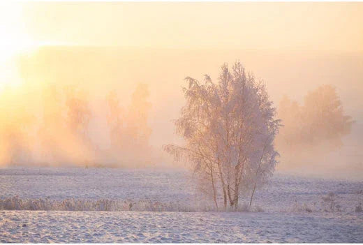 Das Wintergeheimnis der Bäume: Wie sie den Frost überleben