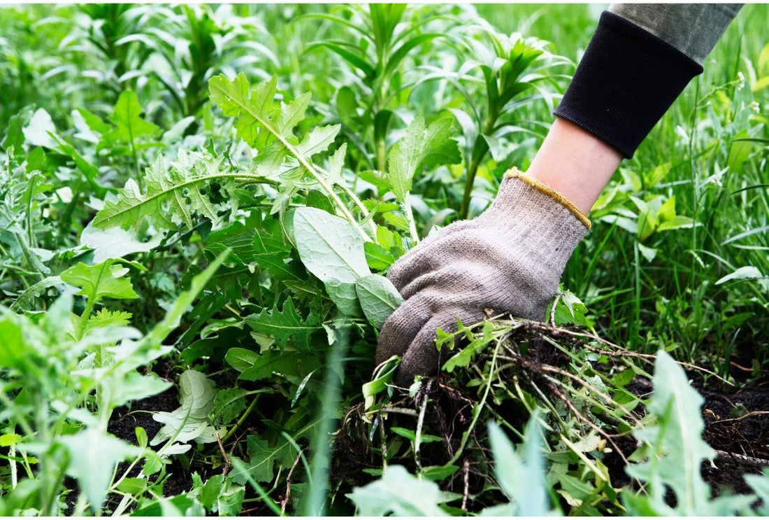 Unkraut vorbeugen ohne Chemie: Smarte Methoden für einen gepflegten Garten