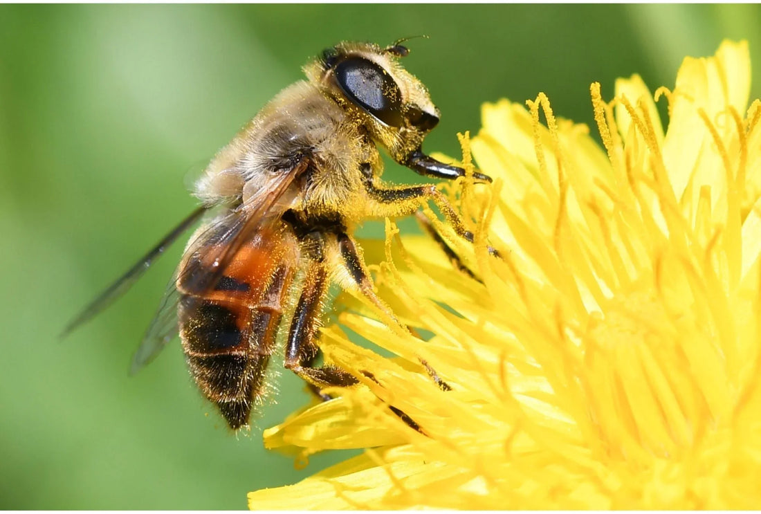 Wildbienen fördern: Die besten Pflanzen und Nisthilfen für deinen Garten