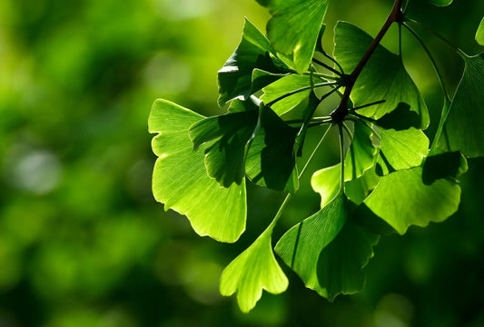 Gärtnern mit Urzeitpflanzen: Farn, Ginkgo & Co. – wie du dir ein Stück Erdgeschichte in den Garten holst