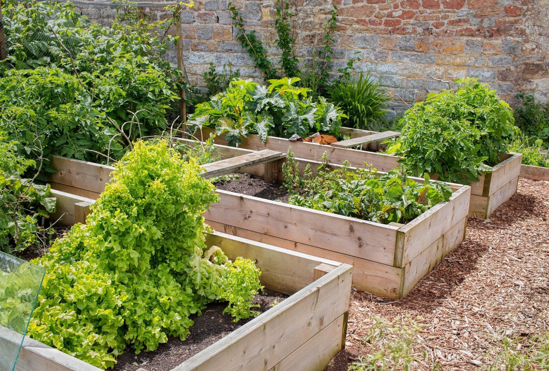 Hochbeet richtig bepflanzen – Das solltest du wissen