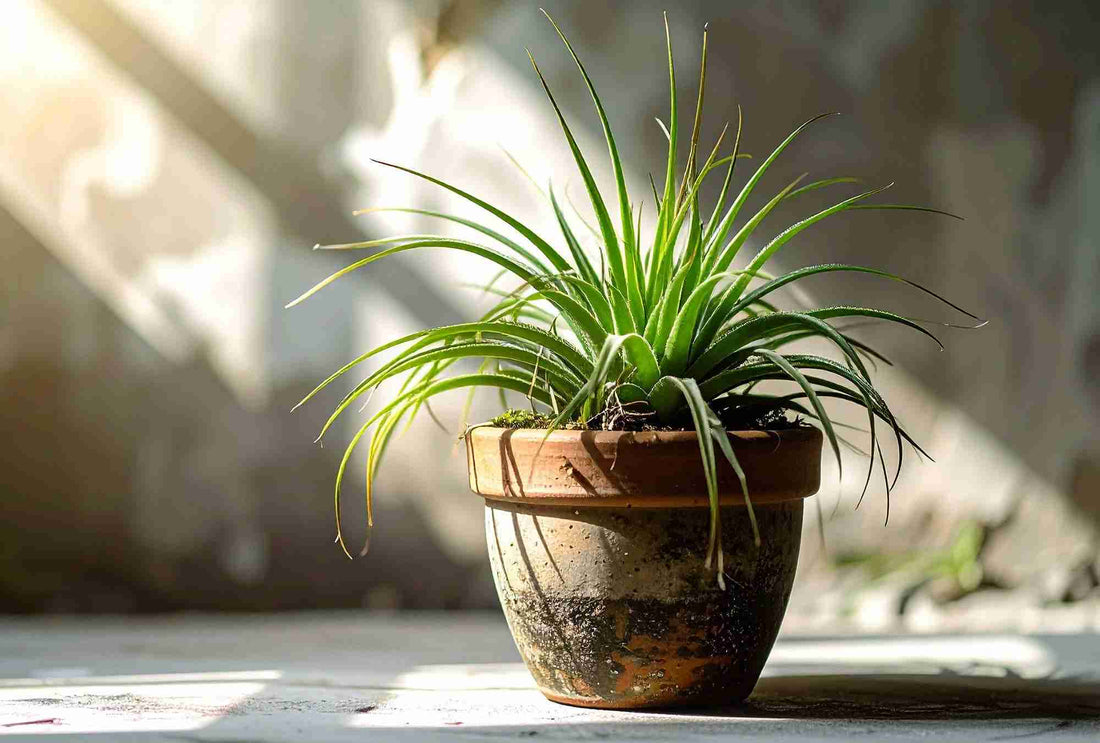 Topfpflanzen überwintern: So kommen sie gut durch die kalten Monate