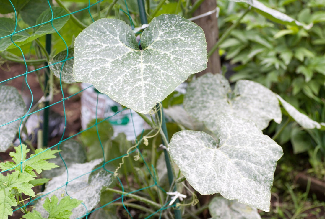 Die häufigsten Pflanzenkrankheiten im Garten – erkennen & vorbeugen