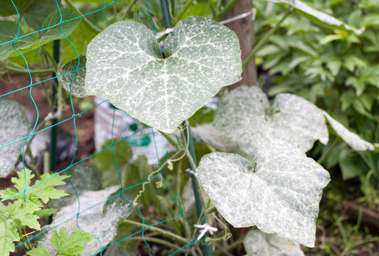 Die häufigsten Pflanzenkrankheiten im Garten – erkennen & vorbeugen