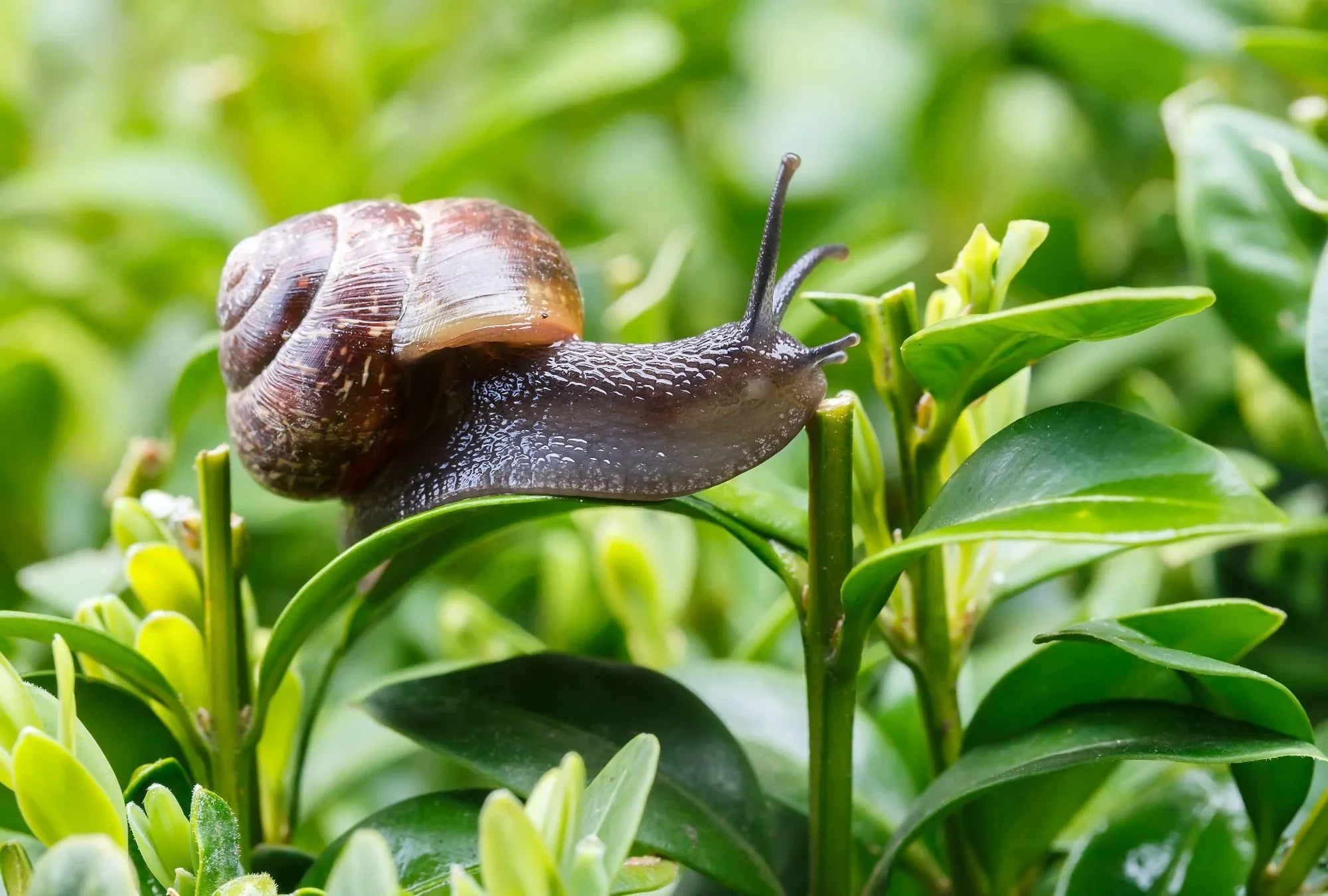 Was tun gegen Schnecken im Beet? Natürliche Lösungen für deinen Garten