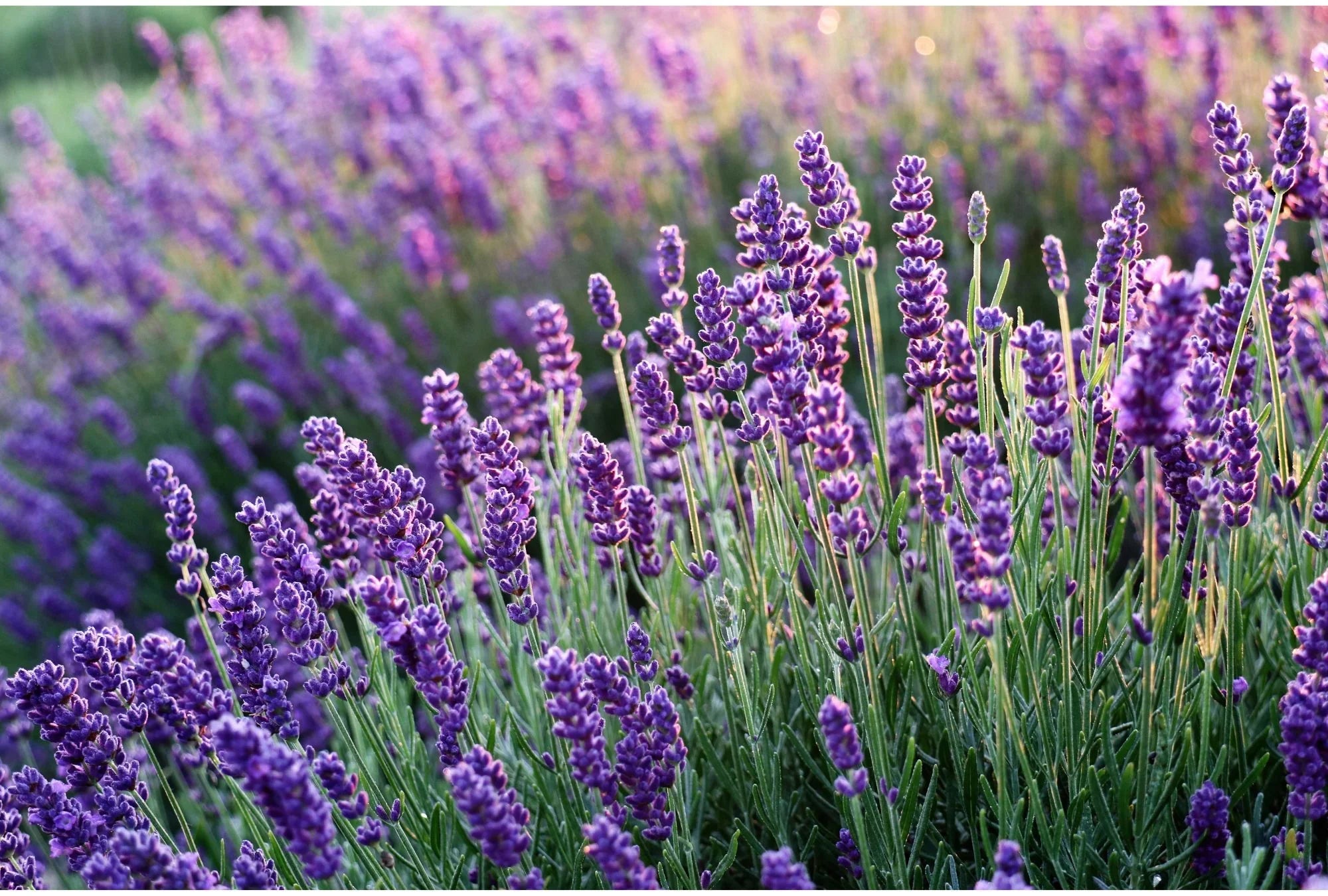 Der Garten der Düfte: Pflanzen, die deinen Garten in eine Wohlfühloase verwandeln