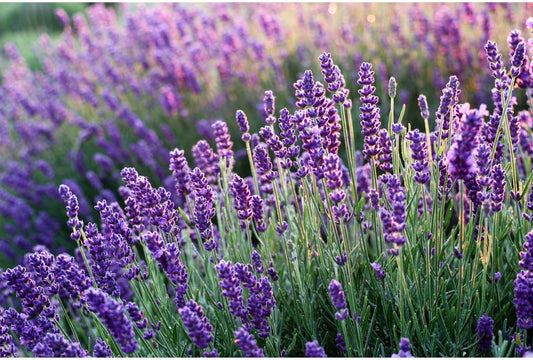 Der Garten der Düfte: Pflanzen, die deinen Garten in eine Wohlfühloase verwandeln