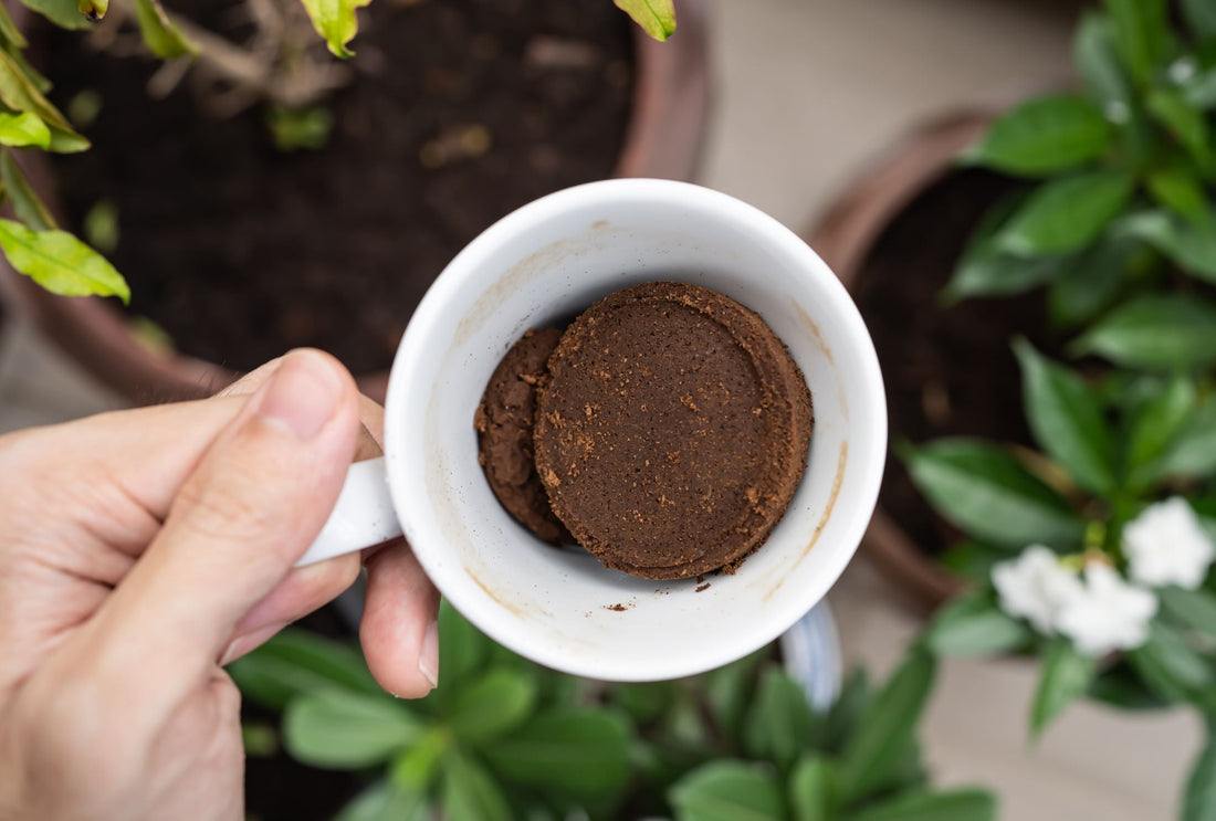 Düngen mit Hausmitteln – was Kaffeesatz, Eierschalen & Co. wirklich bringen