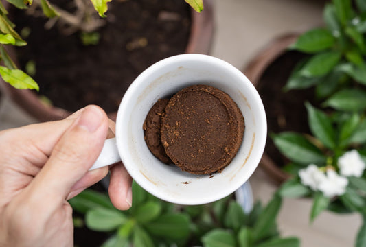 Düngen mit Hausmitteln – was Kaffeesatz, Eierschalen & Co. wirklich bringen