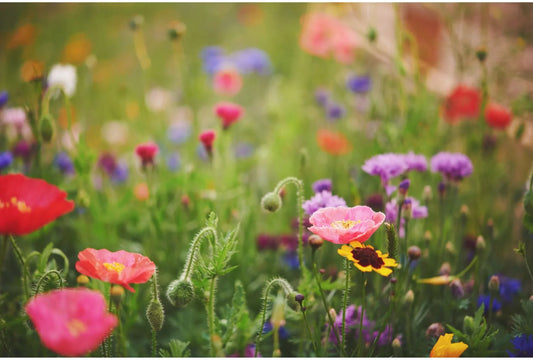 Die Rückkehr der Wildblumenwiese: Warum sie wichtig ist und wie du sie anlegst