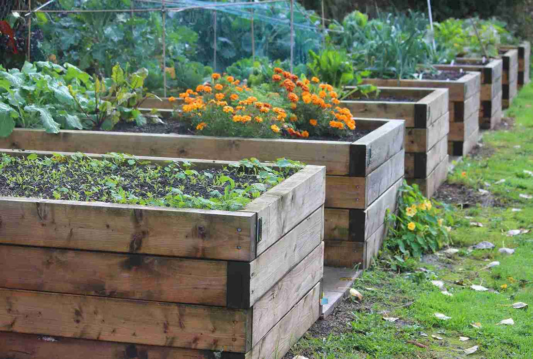 Hochbeet im Herbst – was du jetzt noch pflanzen oder säen kannst