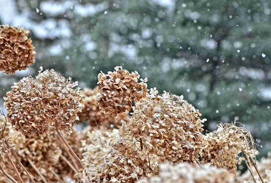 Warum du Staudenreste unbedingt stehen lassen solltest