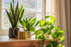 Atme tief durch: Verbessere deine Luftqualität zuhause mit Pflanzen - Florade.de