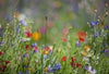 Blühende Oasen: Wie du eine Wildblumenwiese im eigenen Garten anlegst - Florade.de