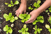 Dein perfekter Gemüsegarten: Tipps und Tricks für Anfänger - Florade.de