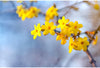 Der Winterjasmin ist unsere Florade-Pflanze des Monats November! - Florade.de