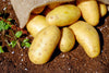 Die besten Tipps für den Anbau von Kartoffeln im Garten! - Florade.de