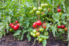 Die besten Tipps für den Anbau von Tomaten im Garten! - Florade.de