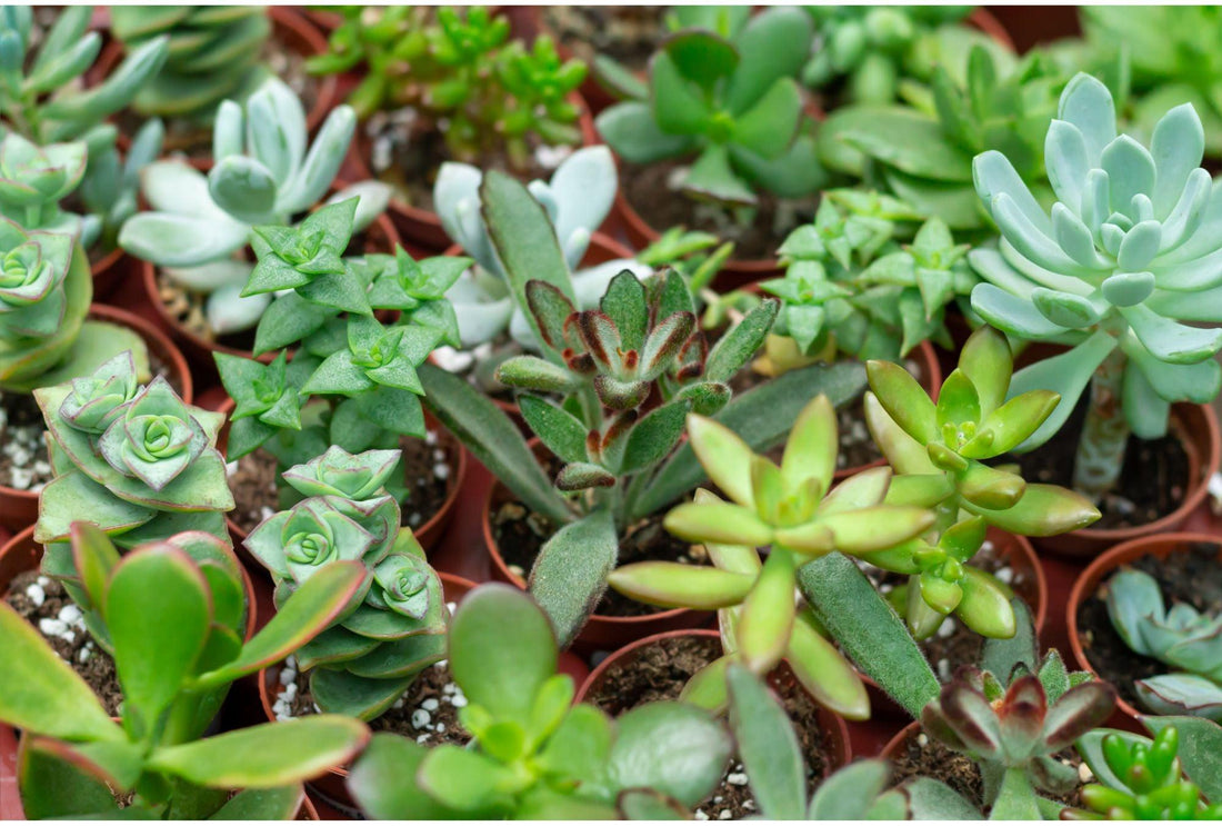 Die geheimnisvolle Welt der Sukkulenten: Pflegetipps und interessante Fakten - Florade.de