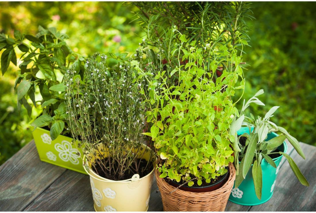 Ein Grüner Daumen für Jeden: So legst du deinen eigenen Kräutergarten an! - Florade.de